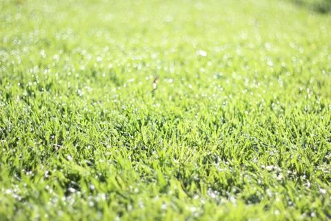 Dew drops Stock Photos