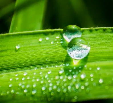 Dew drops. Stock Photos