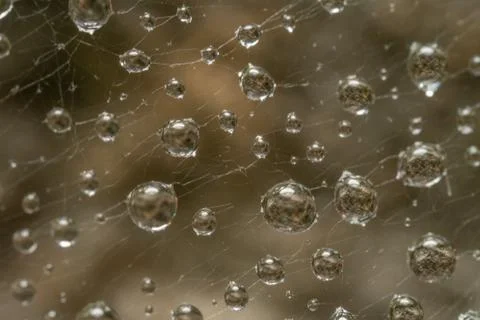 Dew drops Stock Photos