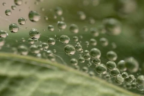 Dew drops Stock Photos