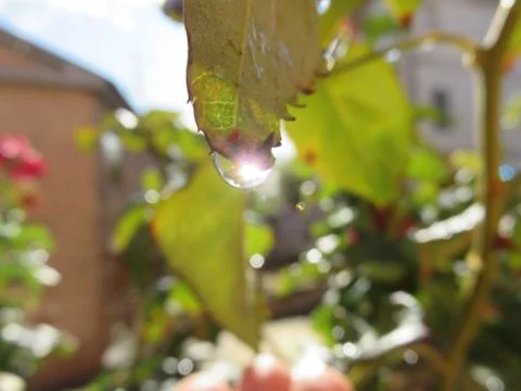 Dew drops Stock Photos