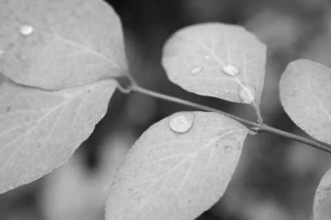 Dew Drops Stock Photos