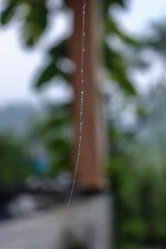 DEW DROPS Foto stock