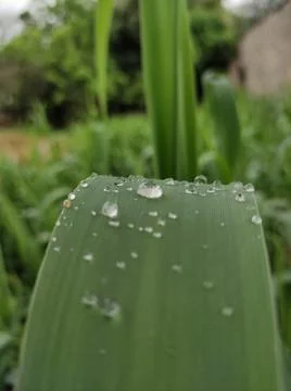 Dew drops Foto stock