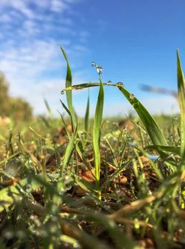 Dew drops 库存照片