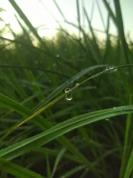 Dew drops 스톡 사진