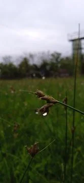 Dew drops Stock Photos
