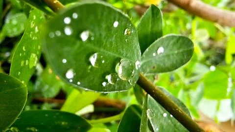 Dew drops Foto stock