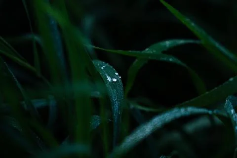 Dew drops Fotos Stock
