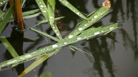 Dew drops on a piece lying on the water Stock Footage 10578134