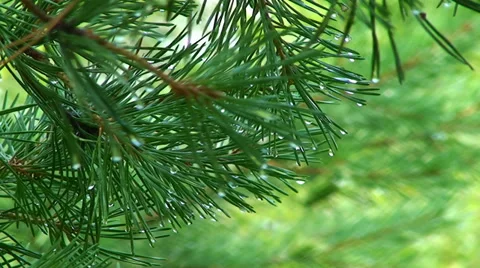 Dew drops on pine needles. Stock Footage 35209660