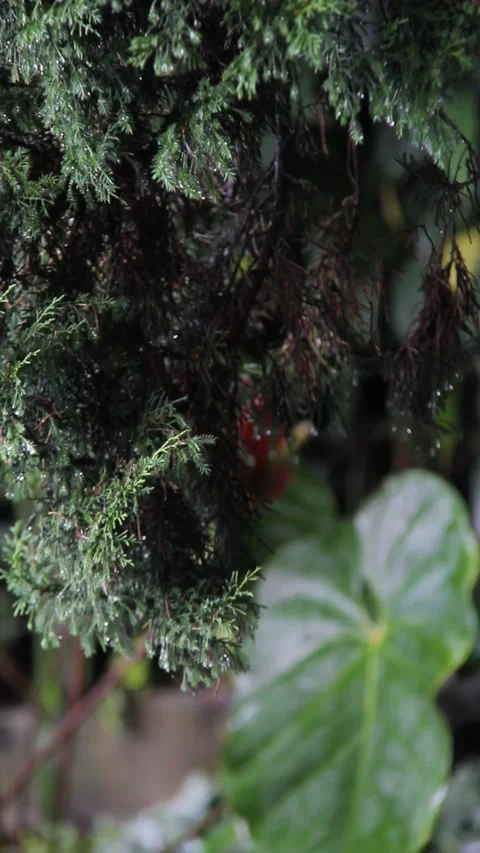 Dew Drops on Pine Tree Needles with Soft Natural Motion Video stock 331931377