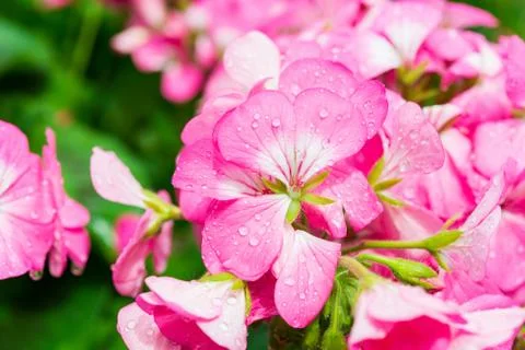 Dew drops on pink flower Stock-Fotos