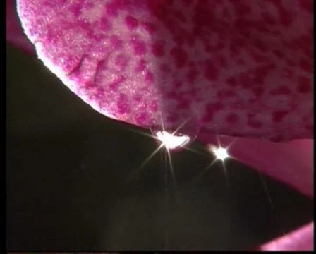 Dew Drops On Pink Orchids Stock Footage 8360255