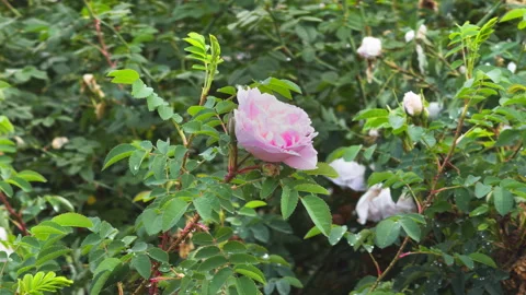 Dew drops on pink rose flower in the morning. 4K ProRes 422 Video Stock Footage 285457056