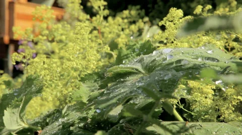 Dew Drops on a Plant Video stock 36053255