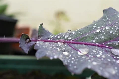 Dew drops on purple cabbage leaf as close up Stock Photos