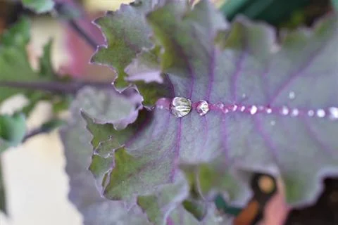 Dew drops on purple cabbage leaf as close up Stock Photos