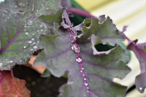 Dew drops on purple cabbage leaf as close up Stock Photos