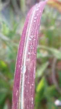 Dew Drops on Purple Leaf Macro 스톡 사진