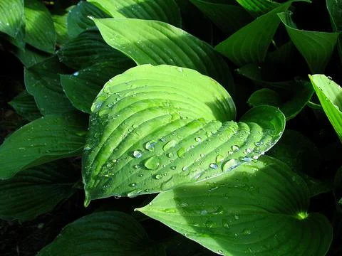 Dew drops of rain on a green leaf Stock Photos