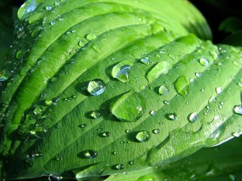Dew drops of rain on a green leaf Stock Photos