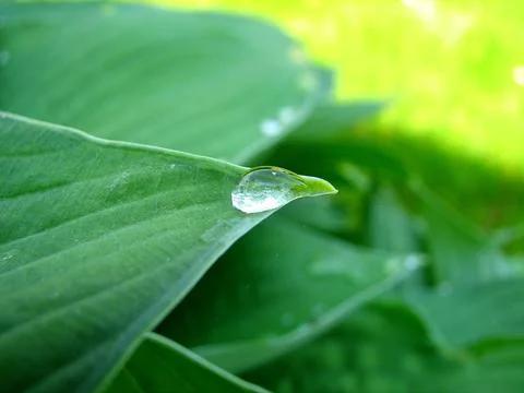 Dew drops of rain on a green leaf Stock Photos
