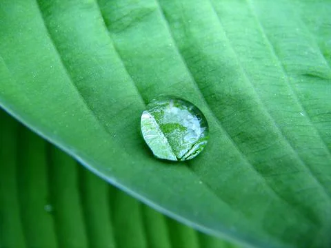 Dew drops of rain on a green leaf Stock Photos