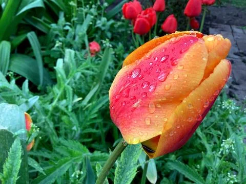 Dew drops Raindrops on a red-orange tulip Bright and saturated colors Blurred Stock Photos