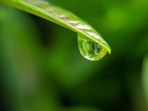  dew drops raw falling in a leaf side ways 库存照片
