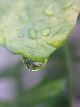  dew drops raw falling in the leaf Stock Photos