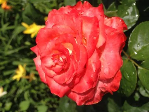 Dew drops on red rose Stock-Fotos