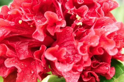 Dew drops on red roses Photos