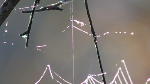 Dew Drops on the Remnants of Spider Net Stock Footage 236409624