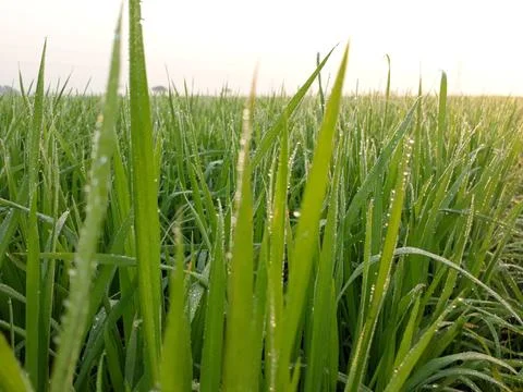Dew drops on the rice plants, dew on grass, green grass with dew drops. Stock Photos