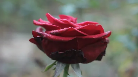 Dew drops on rose petals. Video stock 35587137