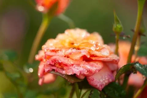 Dew Drops On Rose Petals Stock Photos