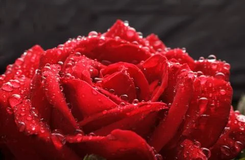 Dew drops on rose Stock Photos