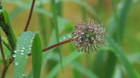Dew Drops on Seed Head Seedpod in Breezy Grass Stock Footage 12452628