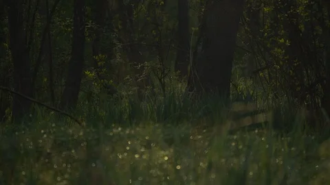 Dew drops seen in dark forest at sunrise, leave gently moving in wind Stock Footage 112426754