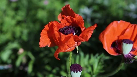 Dew drops shine on the big red flowers and the poppy head. Close-up Video stock 132985876