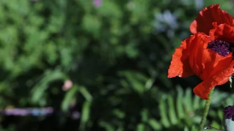 Dew drops shine on the big red flowers and the poppy head. Panorama Stock Footage 132985882
