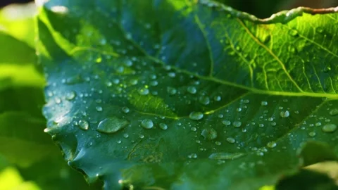 Dew drops sparkle on fresh green leaves in early morning sunlight in a serene Stock Footage 312858481