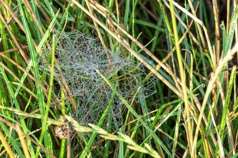 Dew drops sparkling on a delicate spider web amidst green grass blades Stock Photos
