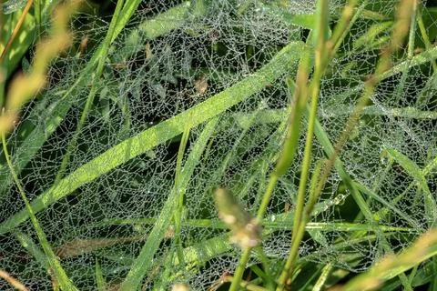 Dew drops sparkling on a delicate spider web in lush green grass Stock Photos