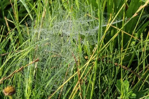 Dew drops sparkling on a delicate spider web in lush green grass Stock Photos