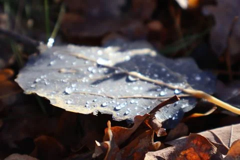 Dew drops sparkling on fallen leaf in autumn sunlight Stock Photos