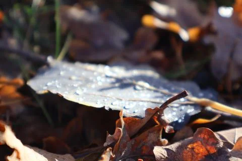 Dew drops sparkling on fallen leaf in autumn forest floor Stock Photos