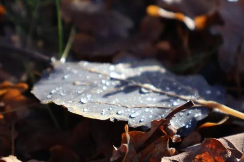 Dew drops sparkling on fallen leaf in autumn sunlight Stock Photos