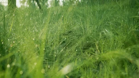 Dew Drops Sparkling on Lush Green Grass Blades During a Calm Morning Stock Footage 342003705
